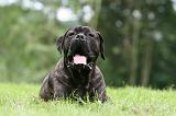 CANE CORSO 997